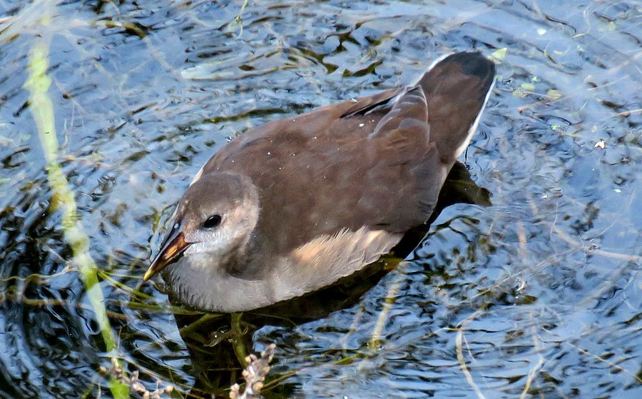 GALLINELLA D''ACQUA?